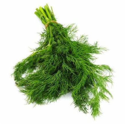 300 ++ Mammoth Long Island Semi di Aneto Non-OGM Fragranti