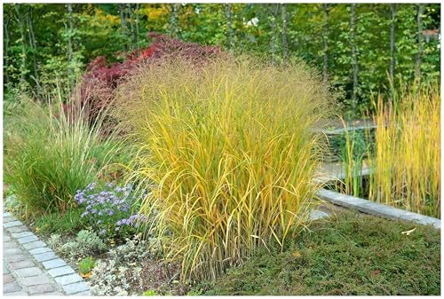 Stauden Gänge 3 x Panicum virgatum 'Strictum' Gelbe Rutenhirse winterhart | Gelbes Ziergras für Sonne, Blüte Juli bis Oktober, mehrjährig, 1 L Topf (11x11 cm)