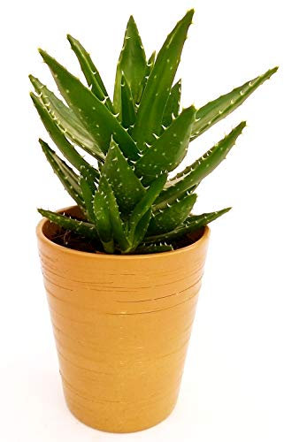 POWERS TO FLOWERS - ALOE VERA FEROX IN VASO CERAMICA ORO, Pianta vera