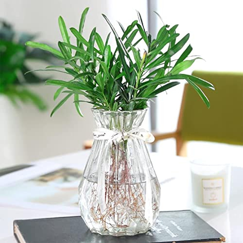 TSKDKIT Clear Glass Vase Decoration Flowers Glass Bottle Thicken Vase with Ribbon Glass Vase for Gift Wedding Living Room Modern Decor(18 x 8cm)