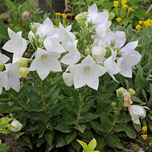 1 PIANTA DI PLATYCODON BIANCO CAMPANULA VASO 12CM PERENNE