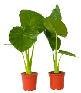 Plant in a Box - Alocasia Odora - 2er Set - Pfeilblatt - Wunderschöne grüne Zimmerpflanze - Topf 17cm - Höhe 55-75cm
