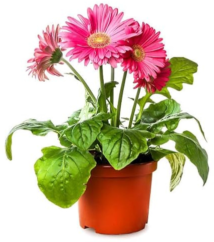 Margarita de Flor Grande - Gerbera - Elegancia Natural para Exterior