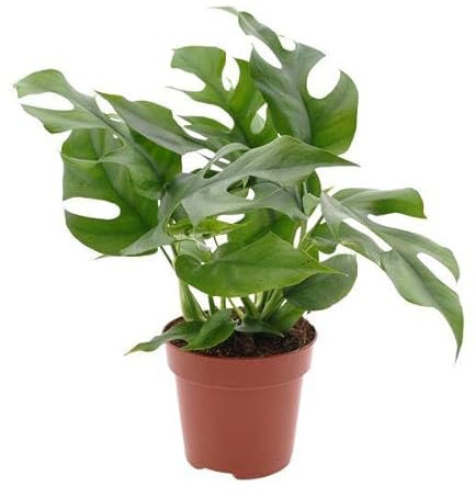 Fensterblatt – Monstera Minima – Zimmerpflanze – Ø12cm – Höhe 25cm – Tropische Kletterpflanze mit gespaltenen Blättern – Pflegeleichte Grünpflanze