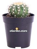eGarden.store - Set 3 piante vere di Notocactus Uebelmannianus Mannianus Inermis | Altezza: 3 cm - Diametro vaso: 5 cm | Pianta grassa cactus globulare fiore fucsia da interno e esterno