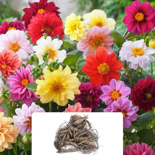 4 Dahlia Unwin Mix – Vibrant Rainbow-Coloured Daisy-Like Blooms – Perfect for Stunning Garden Borders or Bedding – Ideal for UK Climate