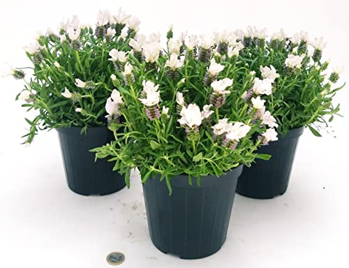 POWERS TO FLOWERS - LAVANDA STOECHAS BIANCA, 3 PIANTE, VASO 14CM DIAMETRO, piante vere