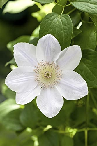 Waldrebe Clematis Hybride Apollonia 60-100 cm winterhart Kletterpflanze | Blühende Kletterpflanze, ideal für Pergola und Rankhilfe, sonnig bis halbschattig, robust und langlebig im Garten