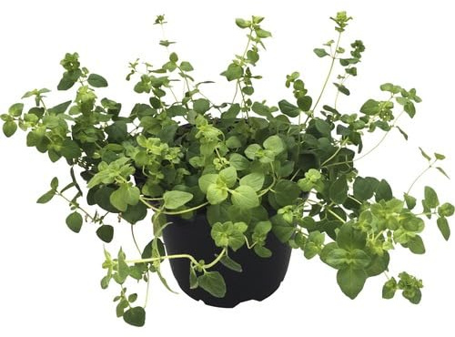Flor de Orégano - Origanum Vulgare - Planta Natural - Planta Viva
