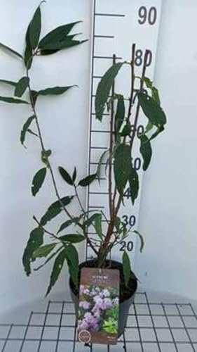 Prunus serrula - Mahagoni-Kirsche. 60-80 cm - Container