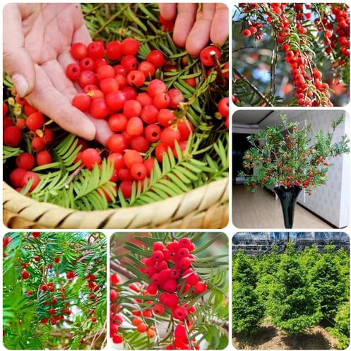 Taxus Baccata, baumsamen kaufen Eibe, Taxus wallichiana, sträucher winterhart exotische alte sorten bio balkonpflanzen 300Samen