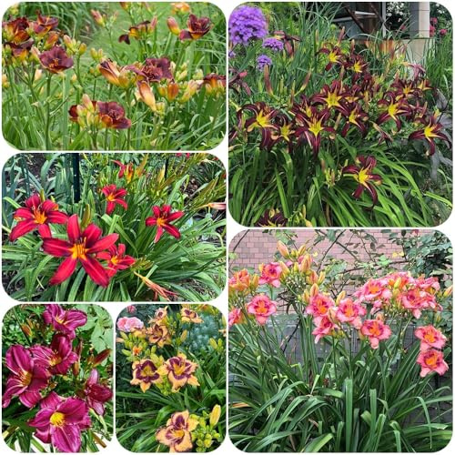 Taglilien, Hemerocallis fulva, steingartenpflanzen winterhart blumensamen bienenfreundlich balkongewächshäuser blumenwiese gartendeko für draußen 650Samen