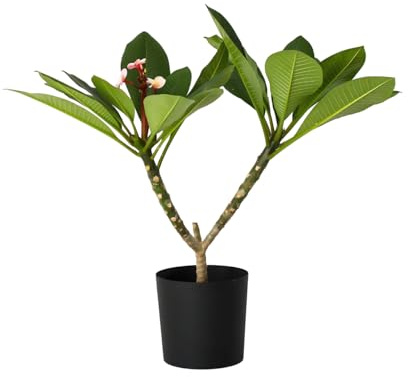 Plant in a Box - Plumeria Frangipani Pink - Hawaii - Tropical houseplant - Strongly Fragrant Flowers - Pot 17cm - Height 55-70cm