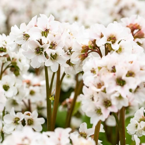 Bio Bergenie 'Schneekristall' weiß, Topf-Ø 12 cm, 3 Pflanzen