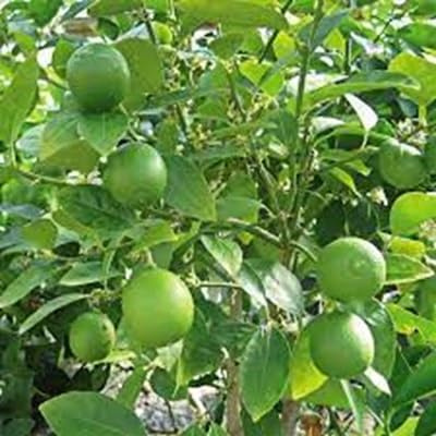 100 graines de citron
