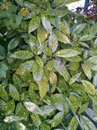 Japanische Goldorange Aucuba japonica Variegata 40-60 cm hoch 5 L Topf | Immergrün, winterhart & pflegeleicht – dekoratives Laub, schattenverträglich, ideal für Beet, Kübel & Schattenlagen