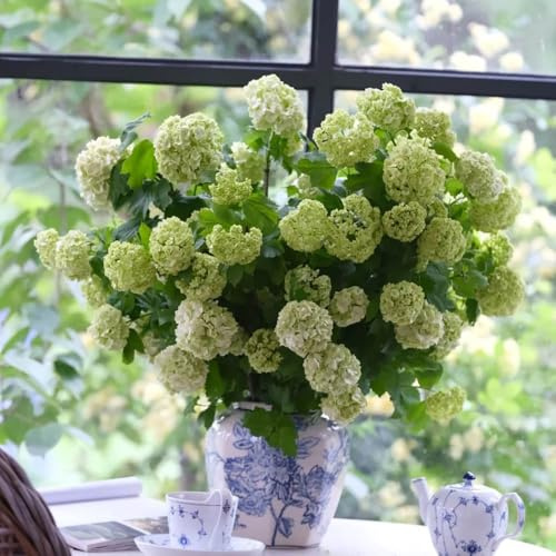 Semi di ortensia palla di neve - rare semi da balcone esotiche serre da balcone vecchie varietà decorazione floreale giardino arbusti decorazione giardino 10pcs