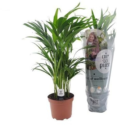 Goldfruchtpalme – Dypsis Lutescens – Zimmerpflanze – Ø17cm – Höhe 65cm – elegante Innenraumbegrünung