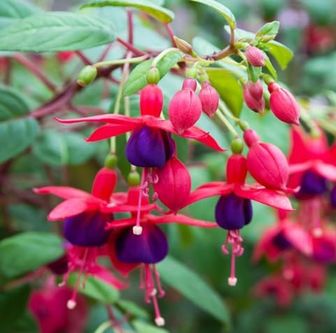 100 graines de fleurs de fuchsia
