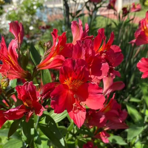 semillas de alstroemeria - decorativas balcón jardín resistentes 15pcs