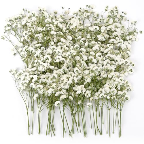 GKZB Getrocknete Blumen Schleierkraut Getrocknet 100 Stück Trockenblumen zum Basteln Gepresste Blumen Trockenblumen Deko Getrocknete Blüten für DIY Kerze Harz Schmuck Nagel Kunst Basteln