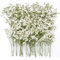 GKZB Getrocknete Blumen Schleierkraut Getrocknet 100 Stück Trockenblumen zum Basteln Gepresste Blumen Trockenblumen Deko Getrocknete Blüten für DIY Kerze Harz Schmuck Nagel Kunst Basteln