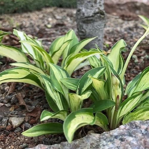 Pianta vera di Hosta Lakeside Little Tuft - Diametro Vaso Ø 10 cm