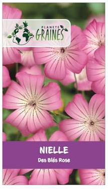 200 Graines de Nielle des Blés Rose : Lychnis des moissons, fleur sauvage et délicate