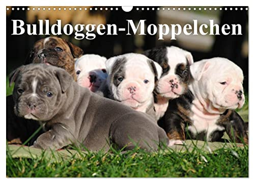 Bulldoggen-Moppelchen (Wandkalender 2026 DIN A3 quer), CALVENDO Monatskalender: Vier Wochen alte Bulldoggen-Babys mit extremen Knuddelfaktor (CALVENDO Tiere)