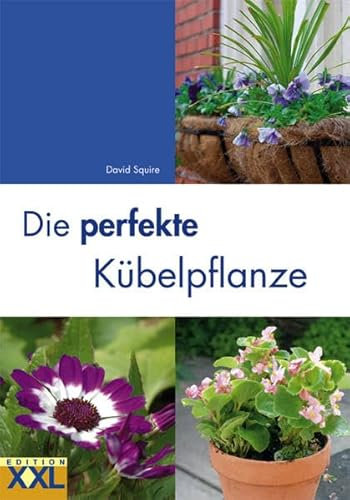 Die perfekte Kübelpflanze