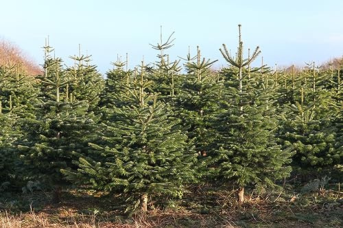 50 Samen Nordmanntanne, Abies nordmanniana, Weihnachtsbaum Samen