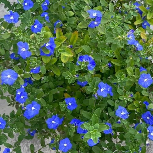 Semi di Evolvulus nuttallianus - tappezzante resistente giardino esterno 450pcs