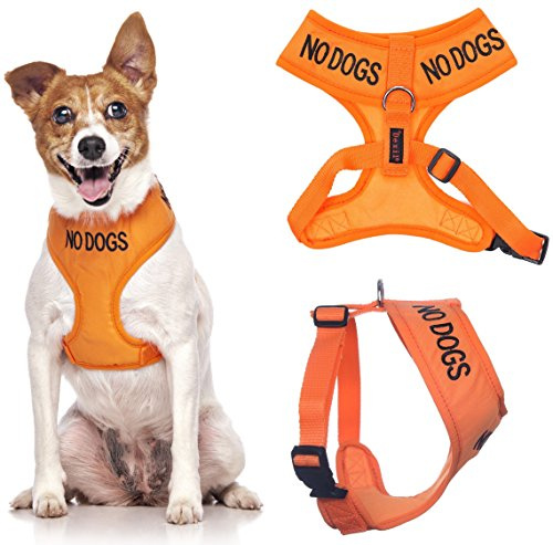 kein Hunde (Nicht gut mit andere Hunde) orange Farbcodierung Non-Pull vorne und hinten D-Ring gepolstert Wasserfest Weste Hundegeschirr verhindert, DASS Unfälle von Warnung ihrer beim Fortgeschritten