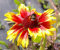 Gaillardia aristata Kobold - Kokardenblume - Verpackungseinheit 3