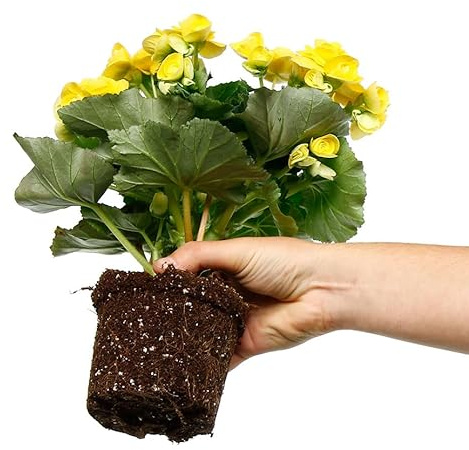 Begonia de Colores Viva – Elatior Natural en Maceta Toque Floral para Espacios Interiores