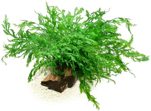 Aquasabi - Bolbitis heudelotii - Kongofarn - Topf 5 cm - Hintergrund Wasserpflanze für Aquarium - Topf Aquarienpflanze - Aquascaping
