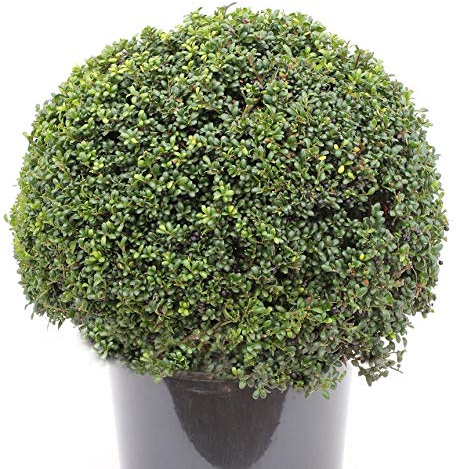 Kugelschnitt Japanische Stechpalme Ilex Glori Gem 40-50cm - Ilex crenata - lebende Gartenpflanze aus den Baumschulen
