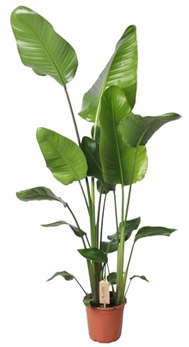 Strelitzia Nicolai - 120-130cm - Ø21cm - Plante d'intérieur - Vert persistant