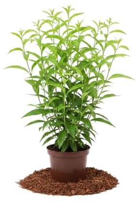 DECOALIVE – Planta Natural Cestrum Nocturnum Dama de Noche en Maceta de 17 cm