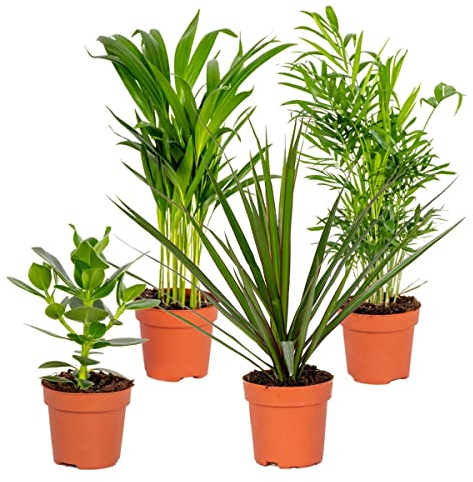 Bloomique - Mix di 4 - Piante da Interno Resistenti - Dracaena, Dypsis, Clusia, Chamaedorea - Purifica l’Aria - Alte 20-40 cm - Vaso 12 cm