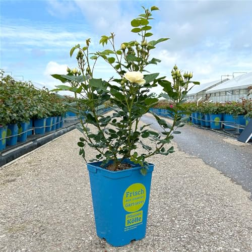 Strauchrose „Artemis (Premium) - cremeweiß blühende winterharte Topfrose im 6 L Topf mit Anis-Duft