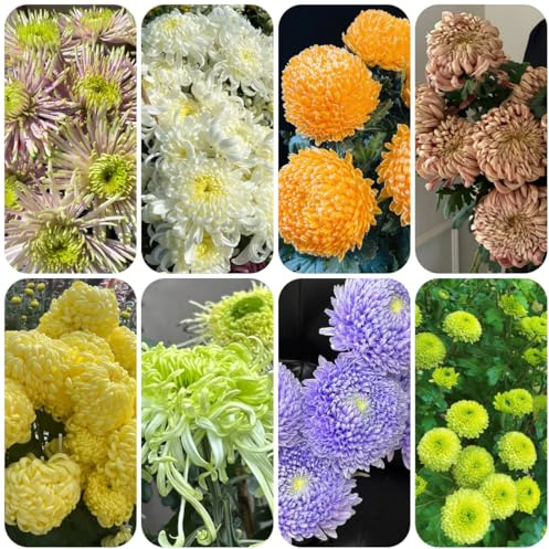 semi di crisantemo resistenti to perenni crisantemo biologici per aiuola da giardino roccioso resistenti selvatici da balcone per luoghi 200pcs