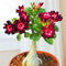 WüStenrosenknolle-Winterhart MehrjäHrig,Wüstenrose Rhizome,WüStenrose Kaufen,Adenium Obesum Pflanze,WüStenrose Pflanze,Wüstenrose Pflanze Im Topf,Bonsai-Pflanzen-1knolle-a