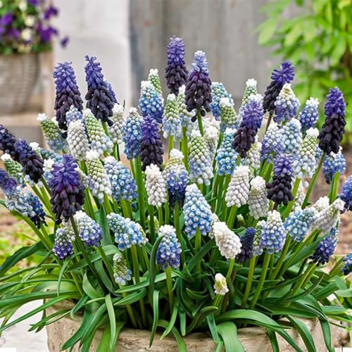 Bloomique - Mix di 50 - Muscari Mix - Muscari - Giacinto a grappolo - Bianco e Blu - Bulbi - Fioritura primaverile - Perenni - Cresce fino a 10-15 cm