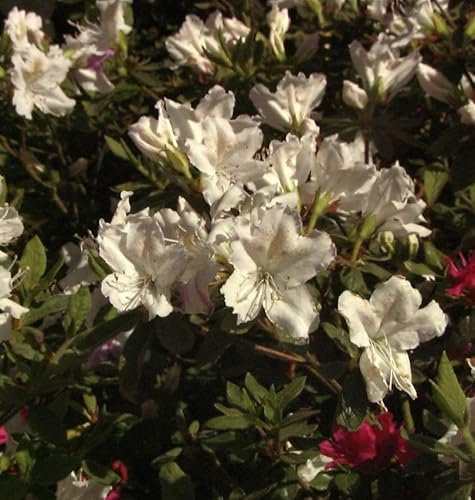 Japanische Azalee Noordtiana 20-25cm - Rhododendron obtusum - Zwerg Alpenrose - lebende Gartenpflanze aus den Baumschulen