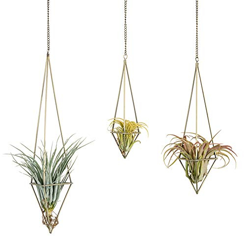 Sziqiqi 3 Stück Luftpflanzen Hängenden Metall Halter, Hängepflanze Air Halter, Air Pflanzen Rack, Luftpflanzen Aufhänger, Tillandsia Luftpflanzen Display, Himmeli Wand Ampel Deko, Bronze