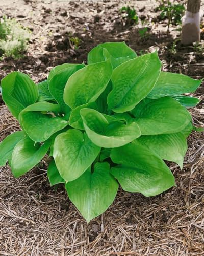 Hosta 'Sum and Substance' 11x11 cm Topf – Winterhart & Mehrjährig & Pflegeleicht – Funkie – Blattschmuckstaude für Schattenbeet & Kübel