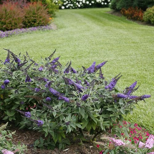 Pugster Blue Dwarf Butterfly Bush - 3 Gallon (2 Pack) - Cannot Ship to CA, WA, OR, TX, AZ