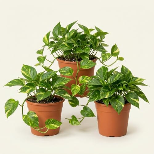 Pflanze Plus | Pothos (Epipremnum aureum) | Lot de 3 plantes | Plante d'intérieur facile d'entretien