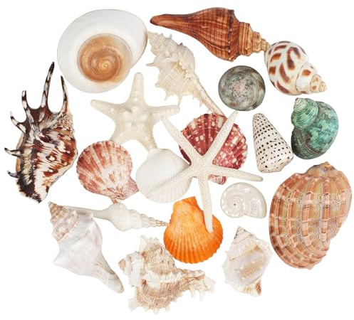 20 PCS Large Seashells Mixed Beach Sea Shells Conch and Ocean Starfish,Natural Colorful Sea Shells Starfish Up to 6.5 Inch, Perfect for Beach Theme Party Home Decor DIY Crafts Fish Tank Decorations